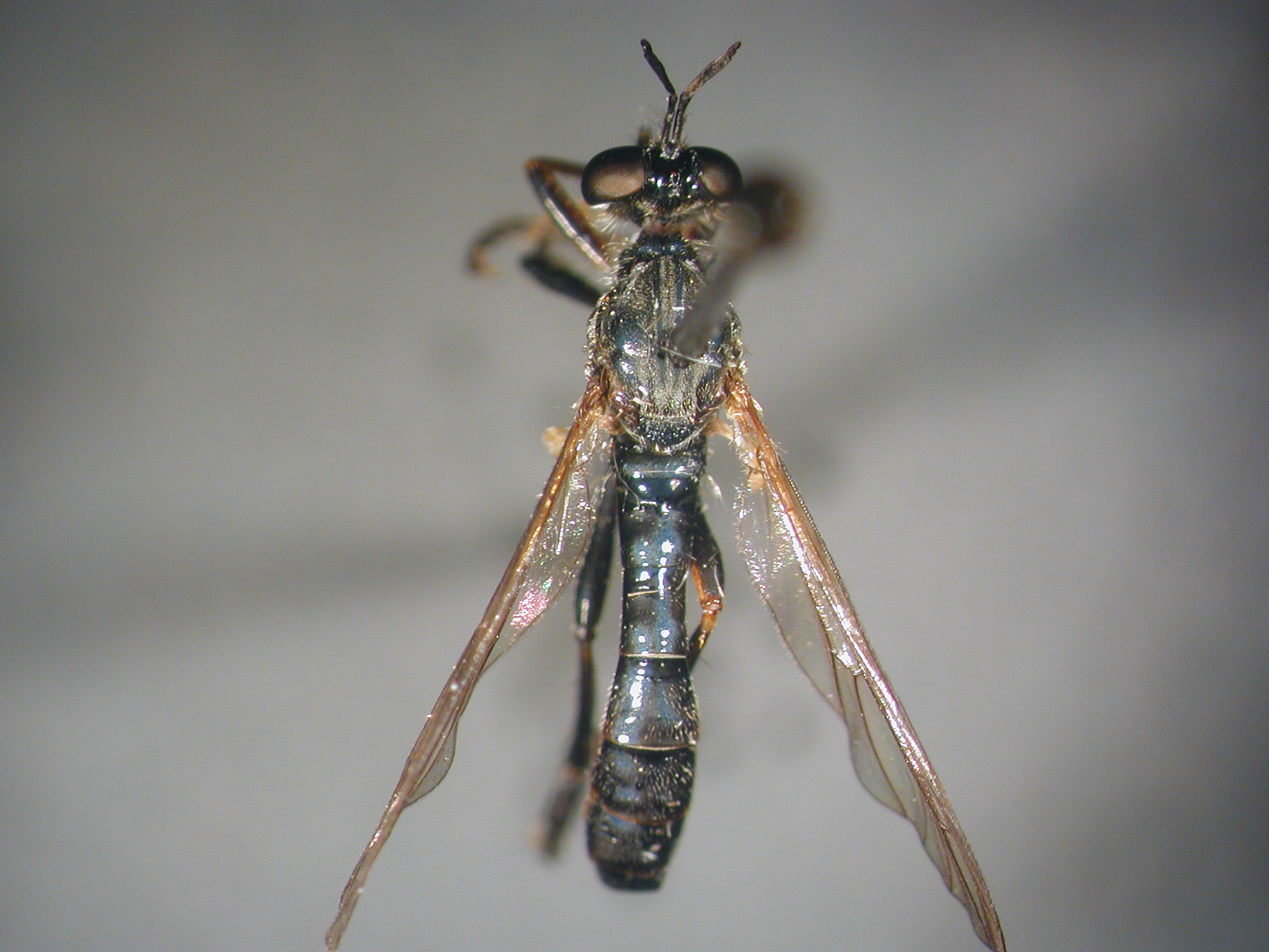 <i>Dioctria hyalipennis</i> <b>|</b> female <b>|</b> habitus (dorsal) <b>|</b> photo: Fritz Geller-Grimm