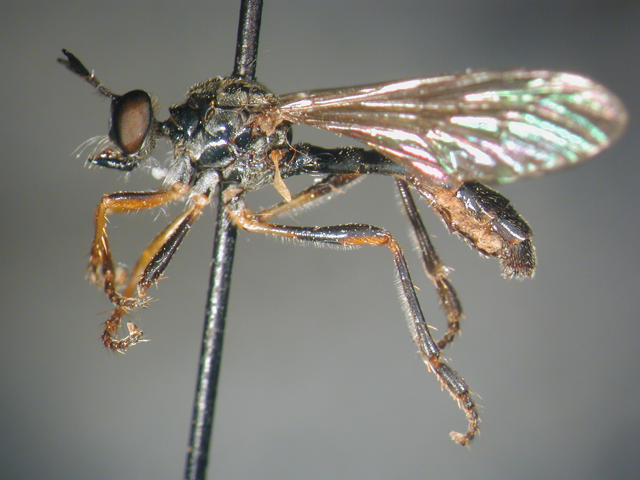 <i>Dioctria hyalipennis</i> <b>|</b> female <b>|</b> habitus (lateral) <b>|</b> photo: Fritz Geller-Grimm