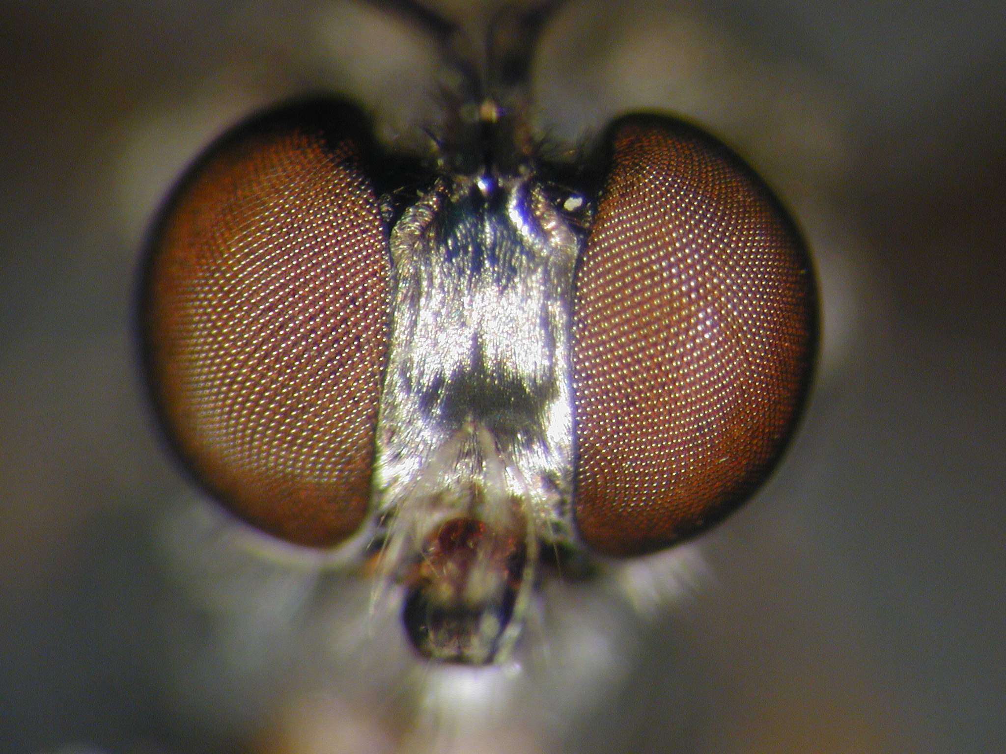 <i>Dioctria hyalipennis</i> <b>|</b> female <b>|</b> head (anterior) <b>|</b> photo: Fritz Geller-Grimm
