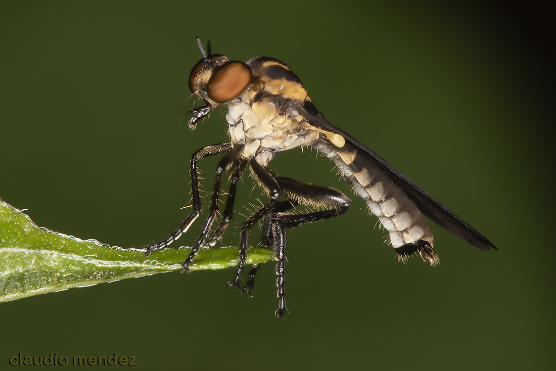 <i>Holcocephala sp.</i> <b>|</b> male <b>|</b> wild <b>|</b> photo: © Claudio Mendez